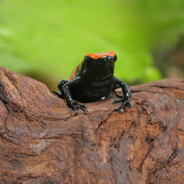 Orange Splashback Dart Frog for sale. - Image 3