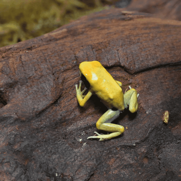 Matecho Tinctorius Dart Frog for sale.
