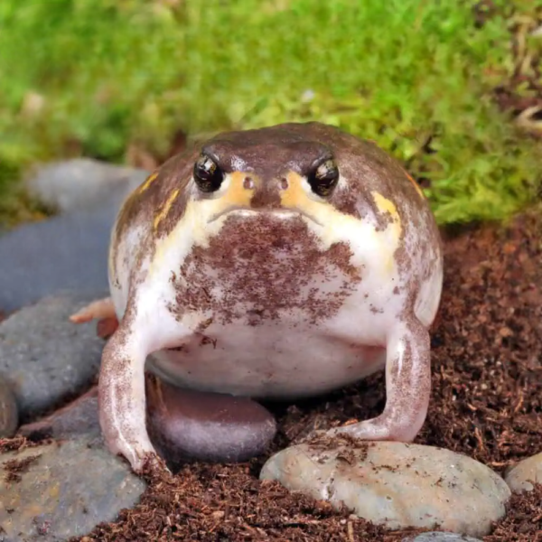 Mozambique Rain Frog for sale. - Image 2