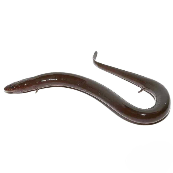 Two Toed Amphiuma for sale. - Image 3