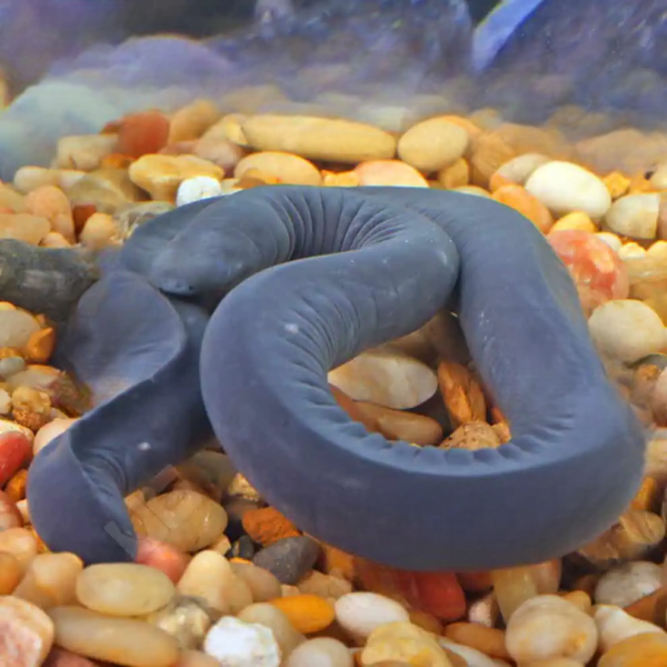 Aquatic Caecilian for sale. - Image 3