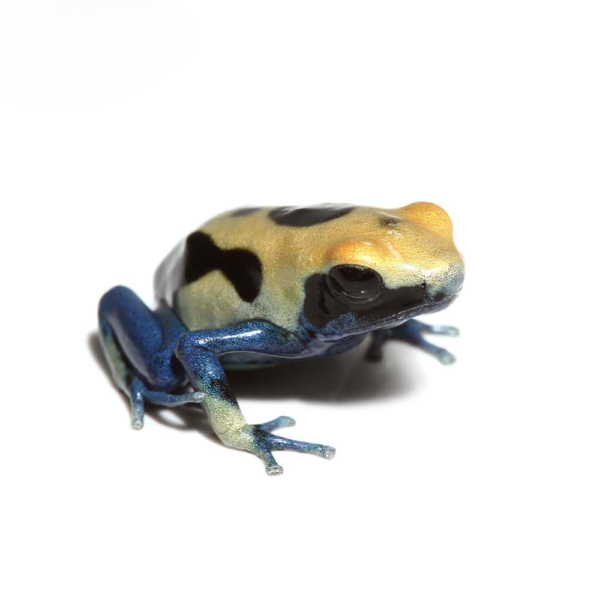 C.B. Patricia Tinctorius Dart Frog - Image 2