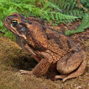 Suriname Giant Marine Toad for sale.
