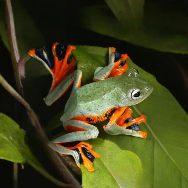Black Webbed Flying Frog for sale.