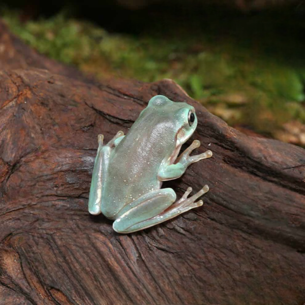 Baby Australian Blue Dumpy Tree Frog