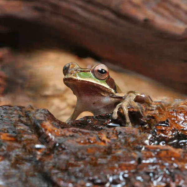 Masked Tree Frog for sale. - Image 3