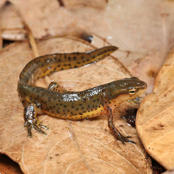 Eastern Newt - Image 2