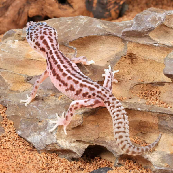 Baby Super Snow Leopard Gecko - Image 3
