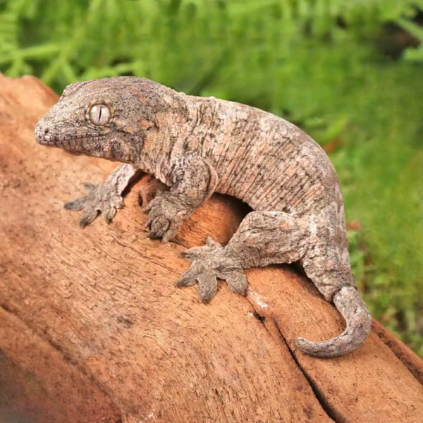 Poindimie x Mt. Khogis Leachianus Gecko - Image 3