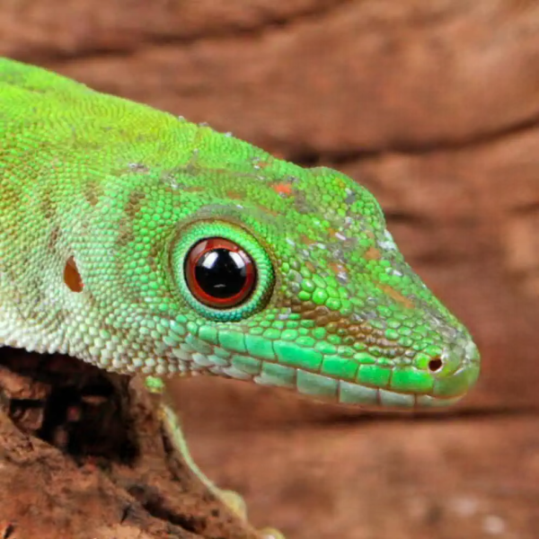 Koch’s Giant Day Gecko for sale. - Image 4