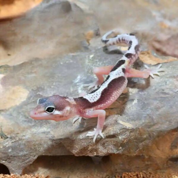 Baby Mack Snow Leopard Gecko - Image 3