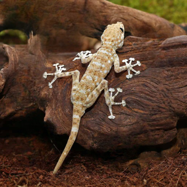 We have Fan Foot Gecko for sale. - Image 3