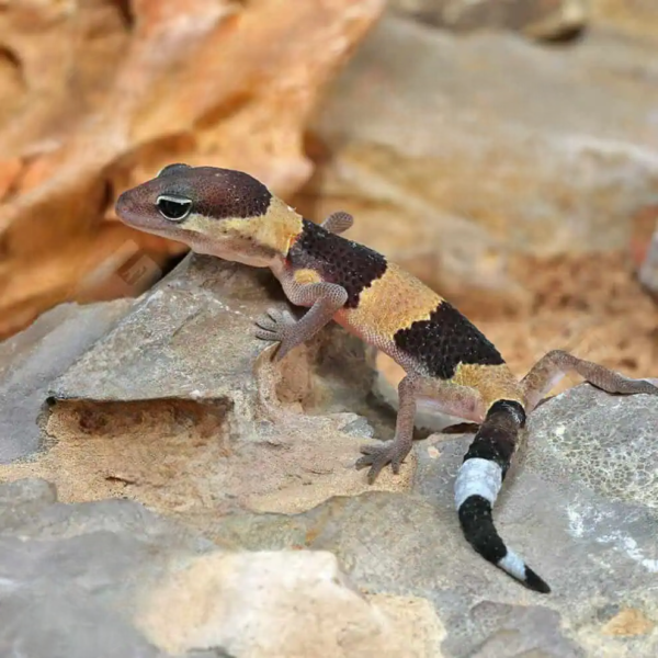 African Fat Tailed Gecko - Image 4