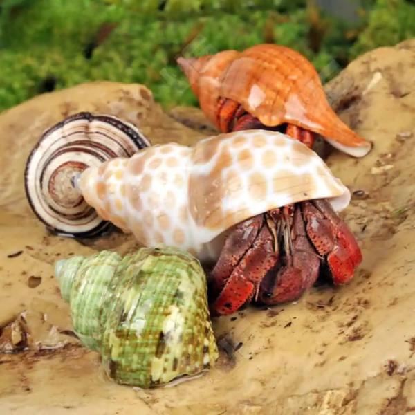 Purple Pincher Hermit Crab for sale. - Image 3