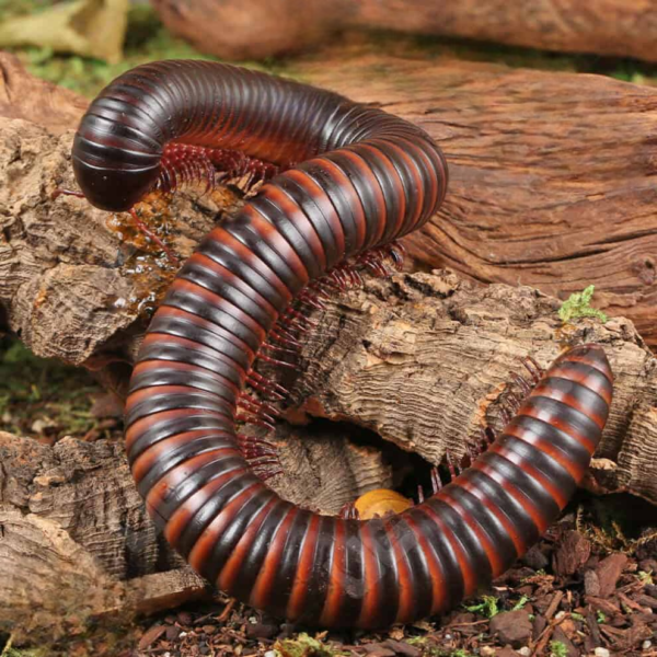 Giant African Millipede for sale. - Image 4