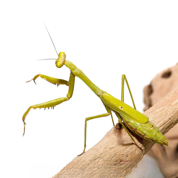 Carolina Praying Mantis for sale.