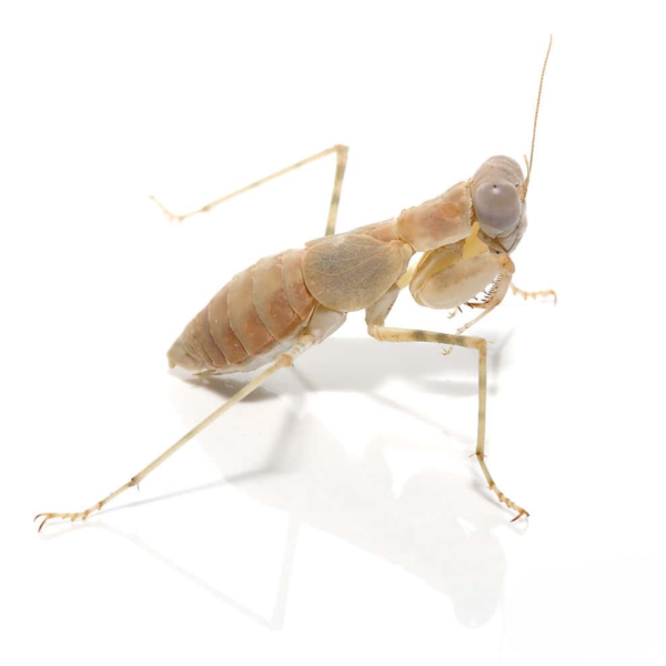 Desert Pebble Mantis for sale. - Image 3