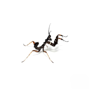 Spiny Flower Mantis for sale.