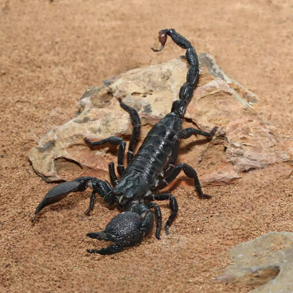Emperor Scorpion for sale. - Image 2