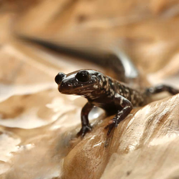 Mississippi Slimy Salamander for sale.