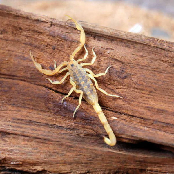 Arizona Bark Scorpion for sale. - Image 3