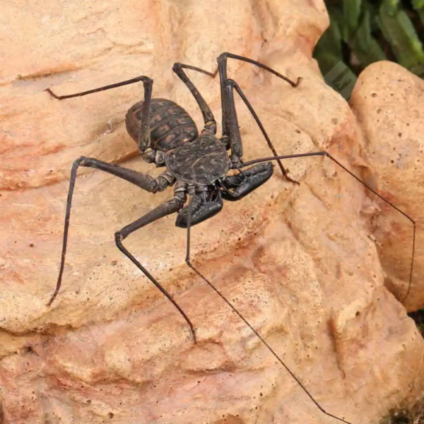 Central American Tailless Whip Scorpion - Image 3