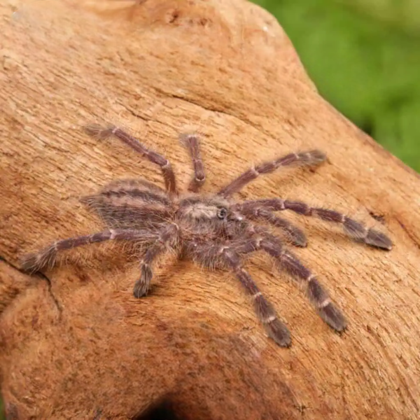 Gooty Sapphire Ornamental Tarantula (1 – 2”) - Image 2