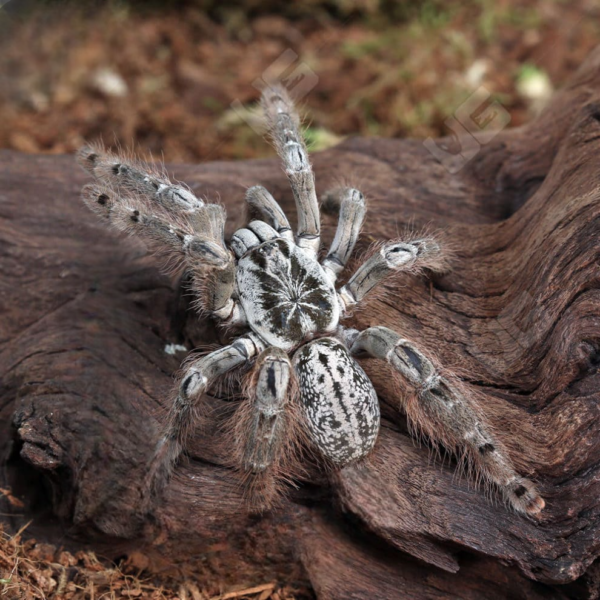 Ornamental Baboon Tarantula (1 – 3”) - Image 3