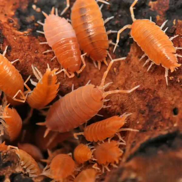 Pruinosus Powder Orange Isopods - Image 3
