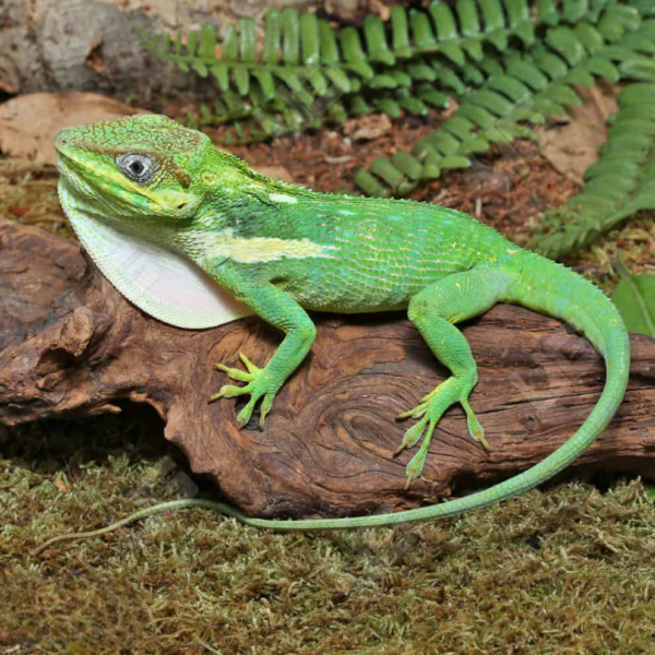 Cuban Knight Anole for sale. - Image 3
