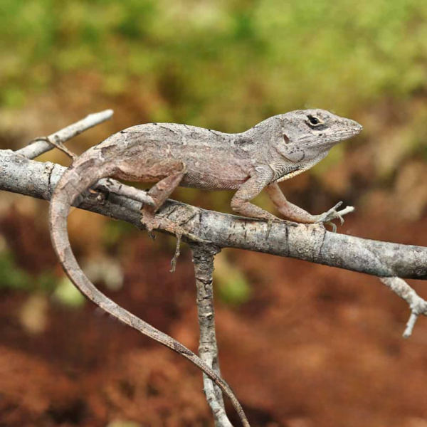 We have a Brown Anole for sale - Image 3
