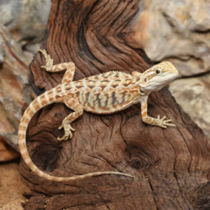 Inferno Leatherback Bearded Dragon