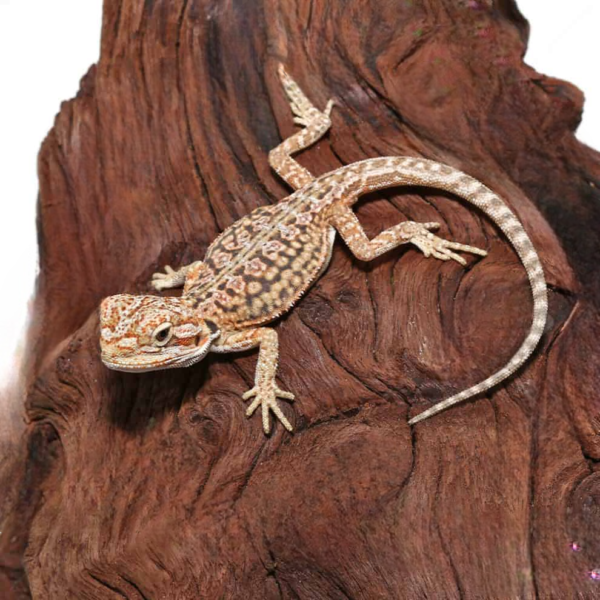 Citrus Dunner Leatherback Bearded Dragon - Image 3