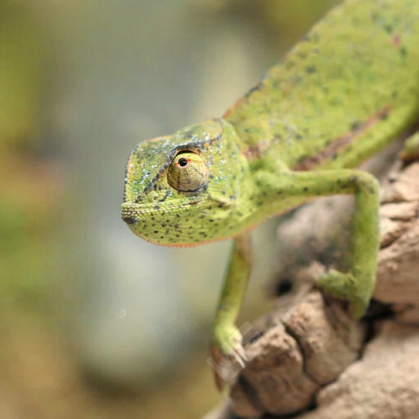 Senegal Chameleon for sale. - Image 3