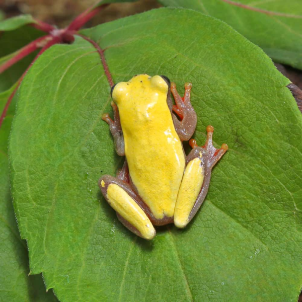 Patternless Triangle Tree Frog - Image 2