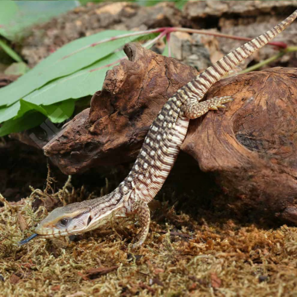 Baby Savannah Monitor for sale. - Image 4