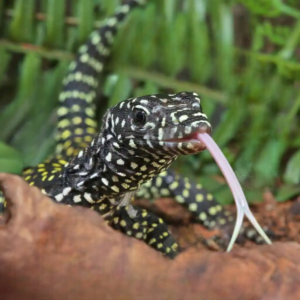 Baby Jayapura Pastel Blue Tail Monitor