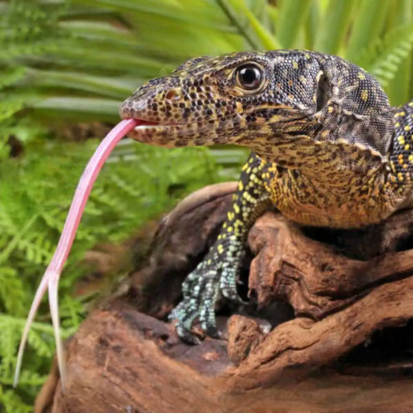 Sub Adult Blue Tail Monitor for sale. - Image 4