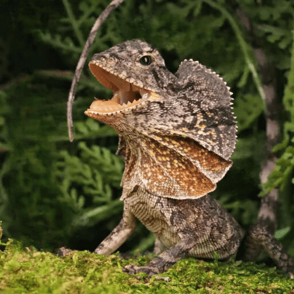 We have a Baby Frilled Dragon for sale. - Image 3