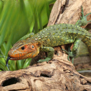 Baby Caiman Lizard for sale.