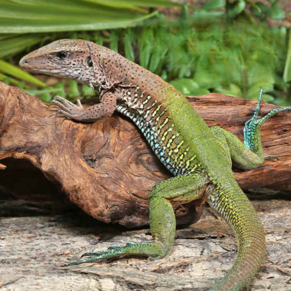 We have Green Ameiva Ameiva for sale sale. - Image 4