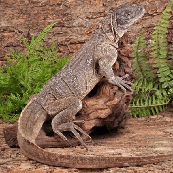 Adult Weber’s Sailfin Dragon for sale. - Image 4