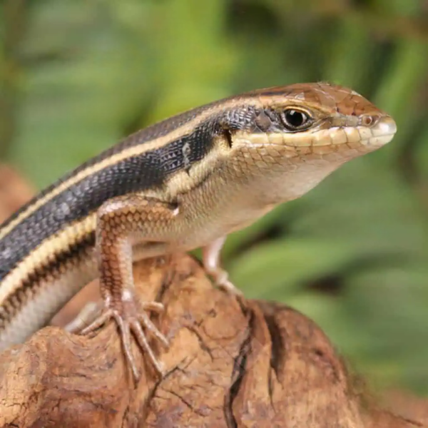 African Blue Tail Skink for sale. - Image 3