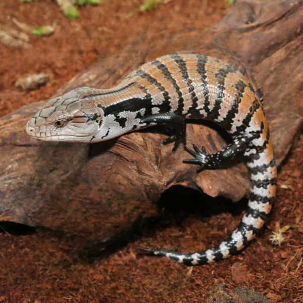 Baby Merauke Blue Tongue Skink for sale.