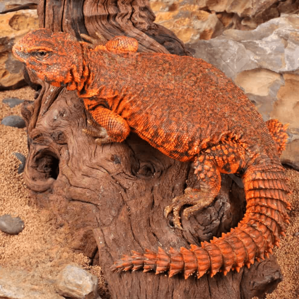 Super Red Uromastyx for sale - Image 3
