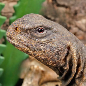 Giant Egyptian Uromastyx 22″+ for sale.