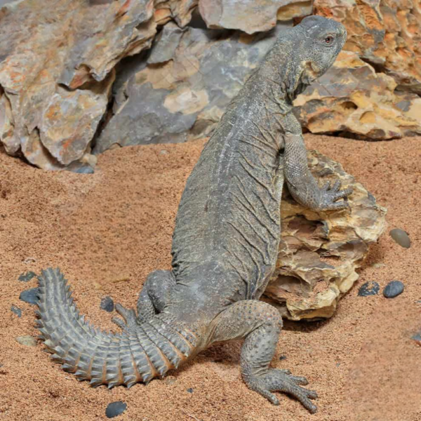 Adult Egyptian Uromastyx for sale. - Image 3