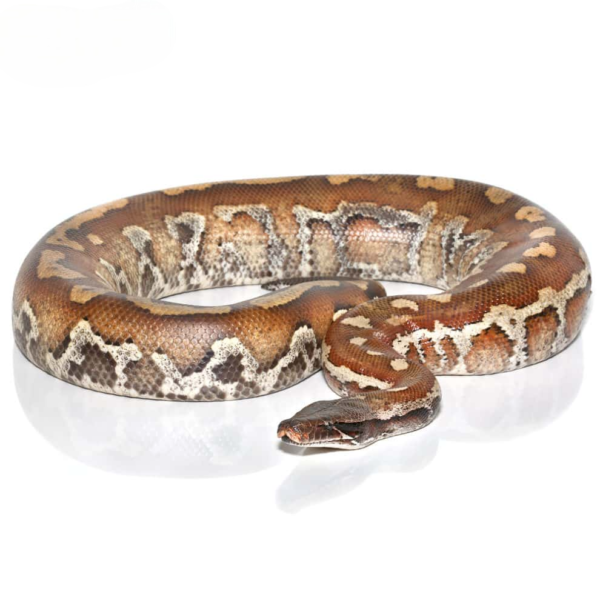 Batik Blood Python for sale. - Image 2