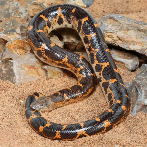 Saharan Sand Boa for sale. - Image 3