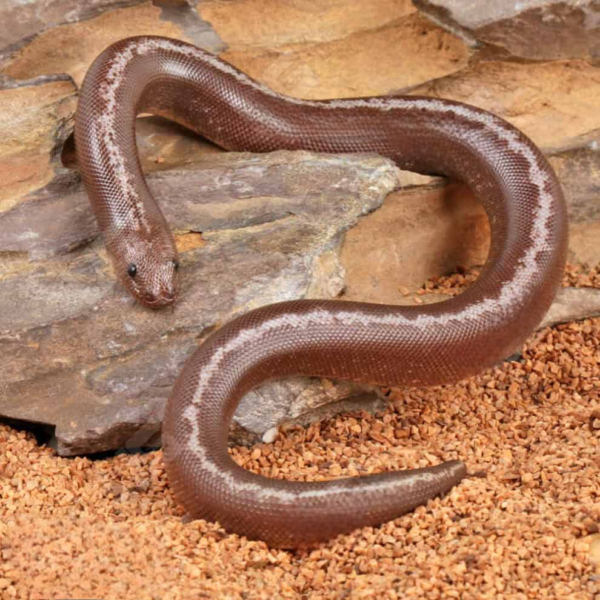 Baby Anery Striped Kenyan Sand Boa - Image 3